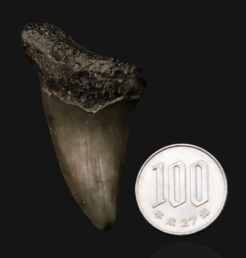 サービスプライス！米国フロリダ州産、古代に生息していたネズミザメ類（Shark）の歯化石（その7）