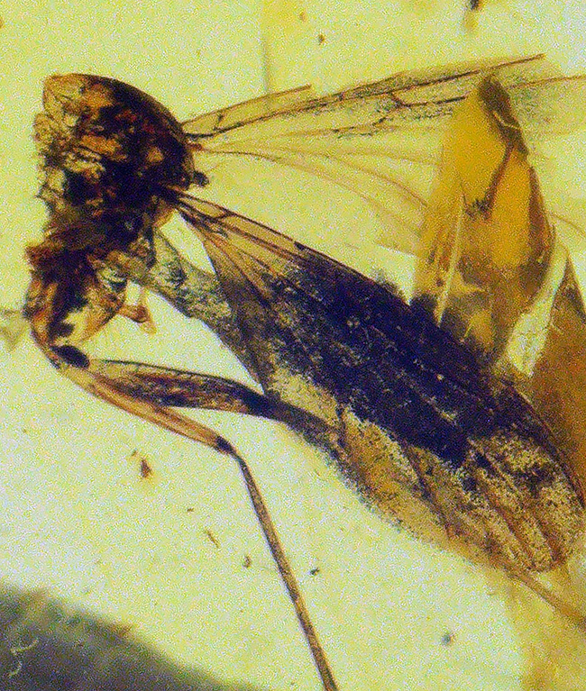 長い脚と翅脈がよく分かります！恐竜時代に起源を持つ、ビルマ琥珀（Burmite）（その1）