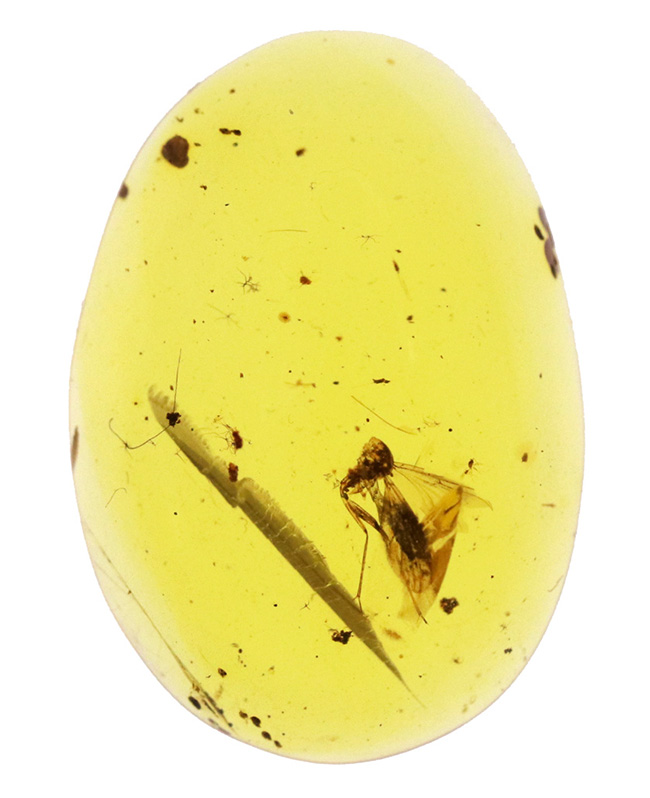 長い脚と翅脈がよく分かります！恐竜時代に起源を持つ、ビルマ琥珀（Burmite）（その2）