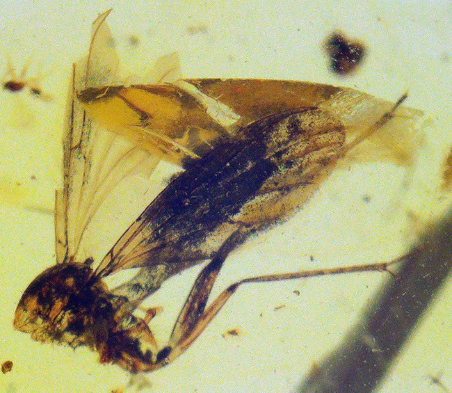 長い脚と翅脈がよく分かります！恐竜時代に起源を持つ、ビルマ琥珀（Burmite）（その3）