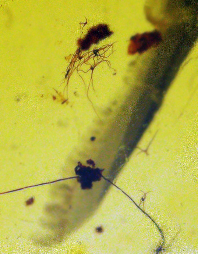 長い脚と翅脈がよく分かります！恐竜時代に起源を持つ、ビルマ琥珀（Burmite）（その4）