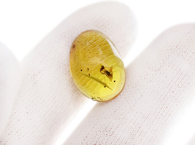 長い脚と翅脈がよく分かります！恐竜時代に起源を持つ、ビルマ琥珀（Burmite）（その5）