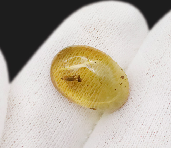 長い脚と翅脈がよく分かります！恐竜時代に起源を持つ、ビルマ琥珀（Burmite）（その6）