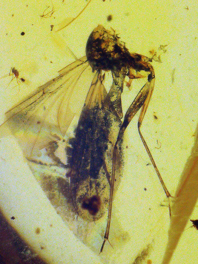 長い脚と翅脈がよく分かります！恐竜時代に起源を持つ、ビルマ琥珀（Burmite）（その7）