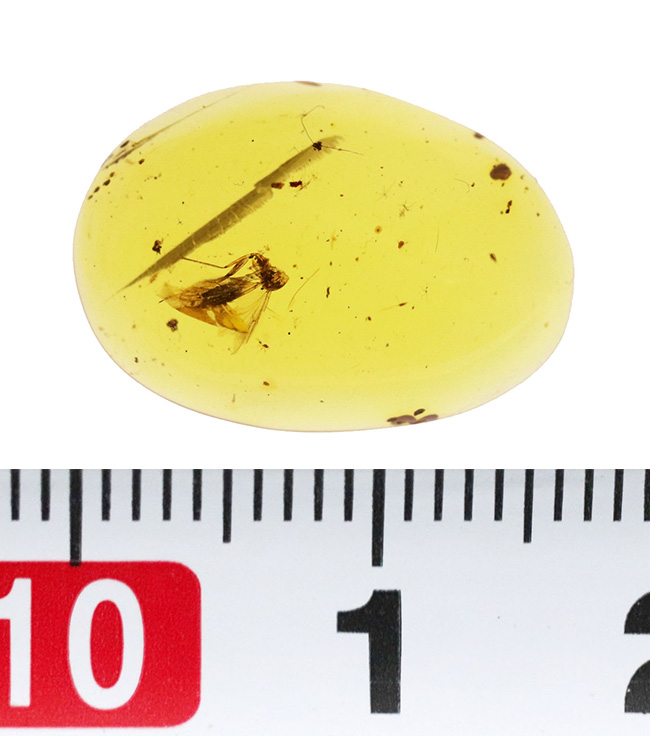 長い脚と翅脈がよく分かります！恐竜時代に起源を持つ、ビルマ琥珀（Burmite）（その8）