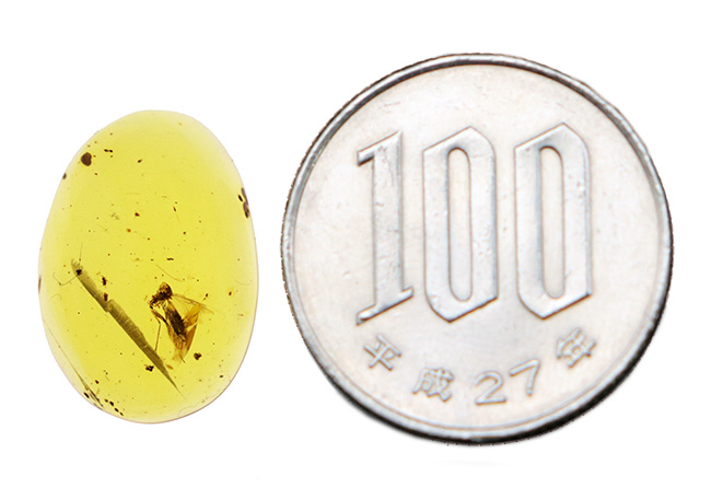 長い脚と翅脈がよく分かります！恐竜時代に起源を持つ、ビルマ琥珀（Burmite）（その9）