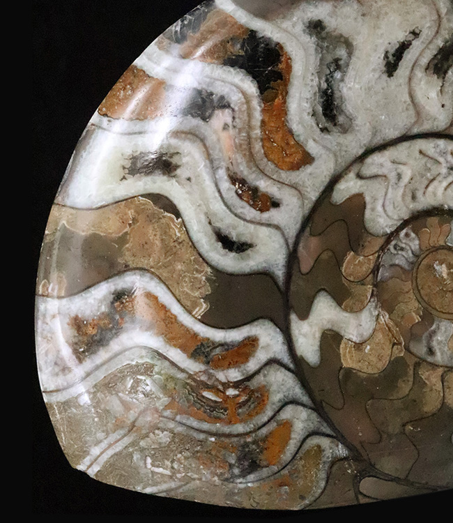 自然が作り上げた芸術品！カラフルで滑らかな手触りのゴニアタイト（Goniatite）（その1）