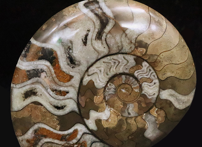 自然が作り上げた芸術品！カラフルで滑らかな手触りのゴニアタイト（Goniatite）（その3）