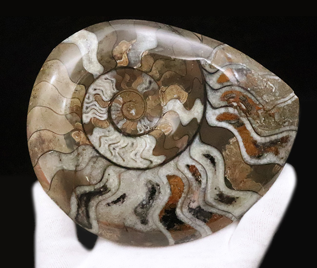 自然が作り上げた芸術品！カラフルで滑らかな手触りのゴニアタイト（Goniatite）（その4）