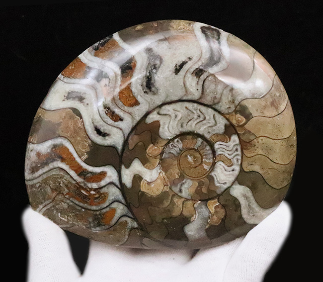 自然が作り上げた芸術品！カラフルで滑らかな手触りのゴニアタイト（Goniatite）（その5）