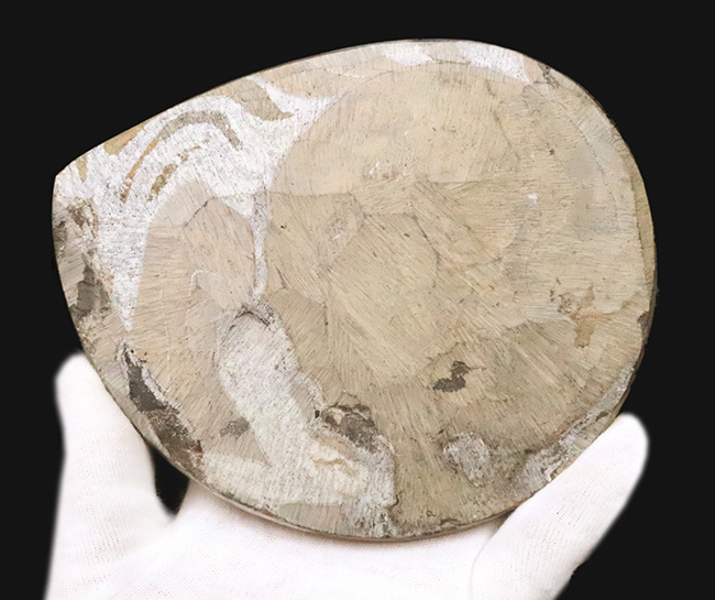 自然が作り上げた芸術品！カラフルで滑らかな手触りのゴニアタイト（Goniatite）（その6）