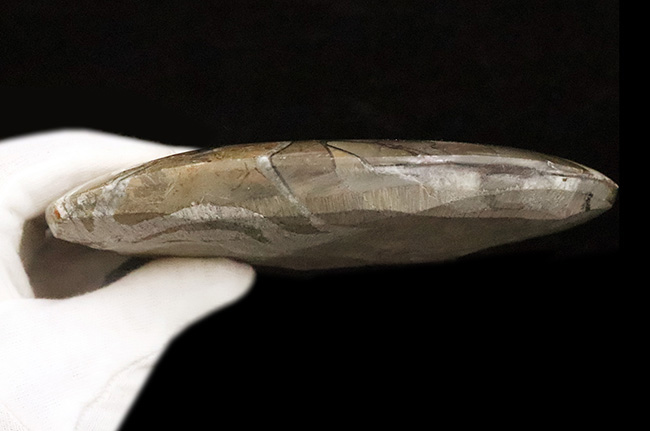 自然が作り上げた芸術品！カラフルで滑らかな手触りのゴニアタイト（Goniatite）（その7）