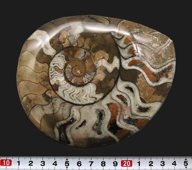 自然が作り上げた芸術品！カラフルで滑らかな手触りのゴニアタイト（Goniatite）（その8）