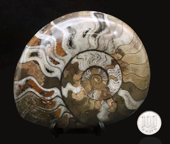 自然が作り上げた芸術品！カラフルで滑らかな手触りのゴニアタイト（Goniatite）（その9）