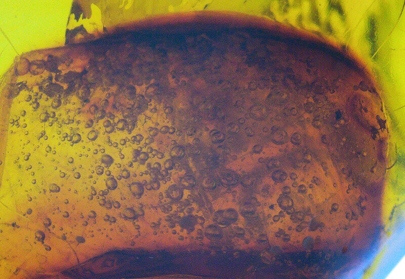 1.2cmに凝縮された密度の高い小宇宙……気泡と翅虫が奏でるドミニカ産琥珀（Amber）の天然ルース（その7）
