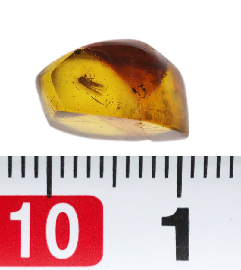 1.2cmに凝縮された密度の高い小宇宙……気泡と翅虫が奏でるドミニカ産琥珀（Amber）の天然ルース（その8）
