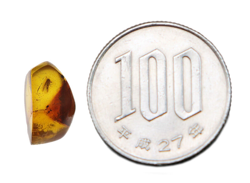 1.2cmに凝縮された密度の高い小宇宙……気泡と翅虫が奏でるドミニカ産琥珀（Amber）の天然ルース（その9）