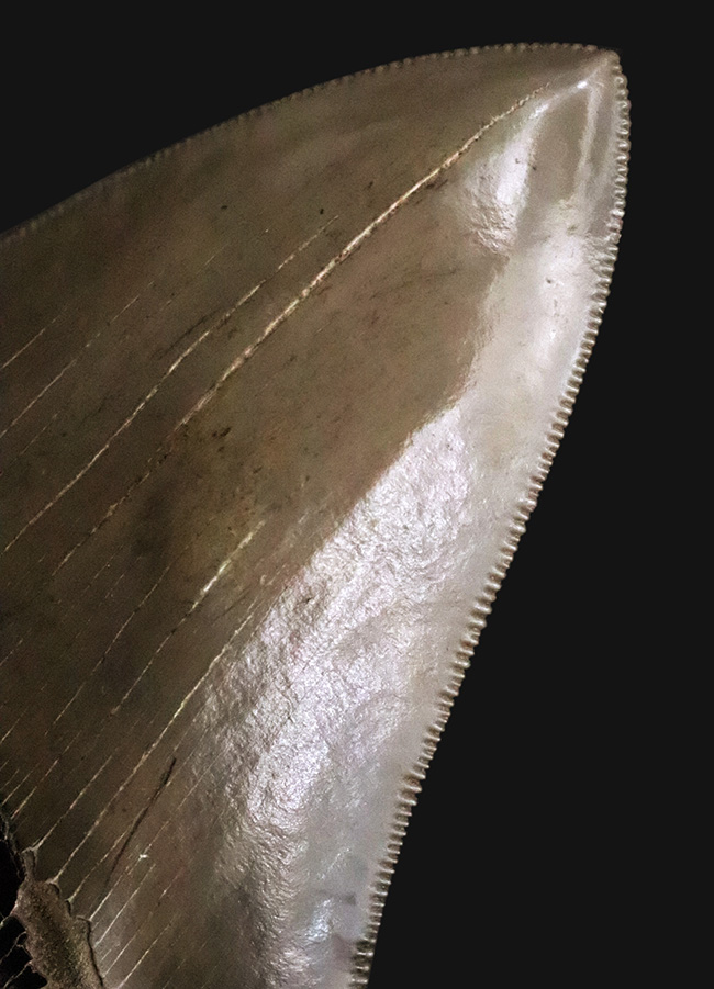 これぞ一期一会……次、いつ発表できるとは限らない、最高レベルの保存状態を誇る、パーフェクトなメガロドン（Otodus megalodon）の歯化石（その1）