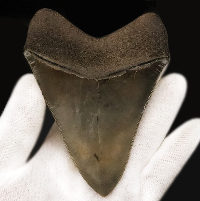 これぞ一期一会……次、いつ発表できるとは限らない、最高レベルの保存状態を誇る、パーフェクトなメガロドン（Otodus megalodon）の歯化石（その10）