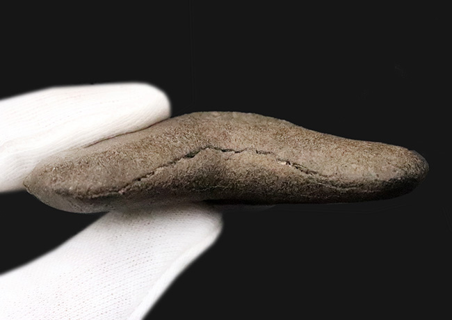 これぞ一期一会……次、いつ発表できるとは限らない、最高レベルの保存状態を誇る、パーフェクトなメガロドン（Otodus megalodon）の歯化石（その11）