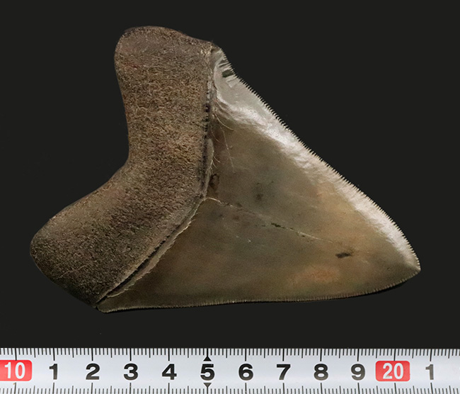 これぞ一期一会……次、いつ発表できるとは限らない、最高レベルの保存状態を誇る、パーフェクトなメガロドン（Otodus megalodon）の歯化石（その12）