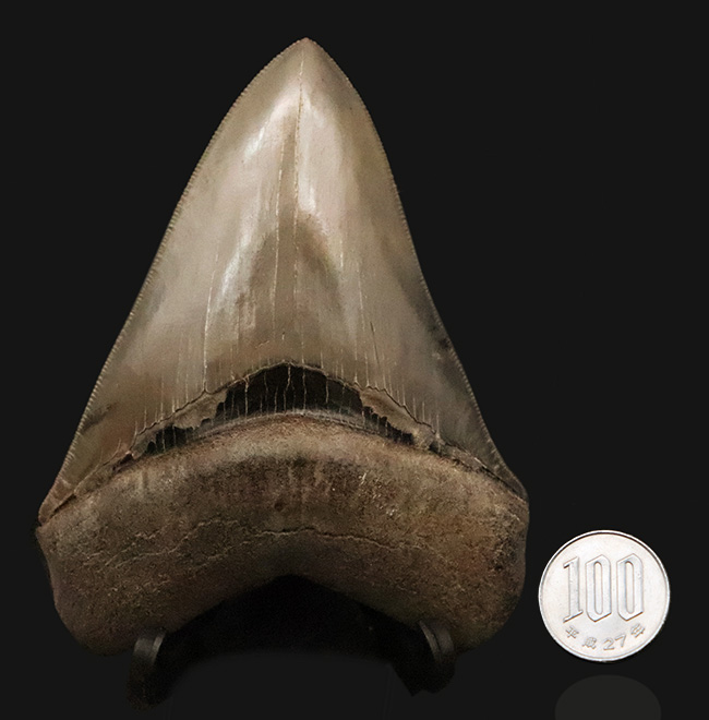 これぞ一期一会……次、いつ発表できるとは限らない、最高レベルの保存状態を誇る、パーフェクトなメガロドン（Otodus megalodon）の歯化石（その13）