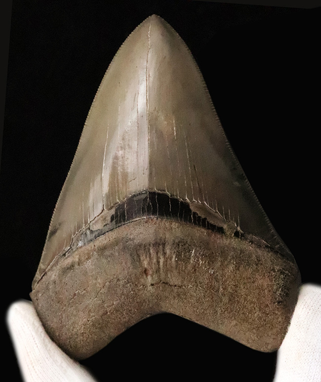 これぞ一期一会……次、いつ発表できるとは限らない、最高レベルの保存状態を誇る、パーフェクトなメガロドン（Otodus megalodon）の歯化石（その2）