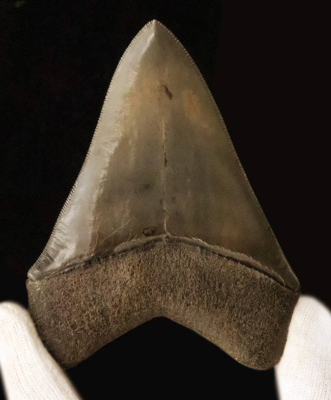 これぞ一期一会……次、いつ発表できるとは限らない、最高レベルの保存状態を誇る、パーフェクトなメガロドン（Otodus megalodon）の歯化石（その3）