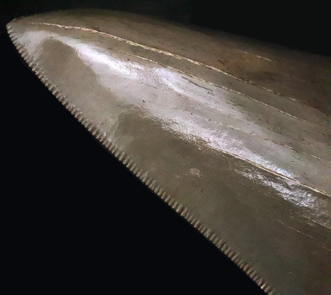 これぞ一期一会……次、いつ発表できるとは限らない、最高レベルの保存状態を誇る、パーフェクトなメガロドン（Otodus megalodon）の歯化石（その4）