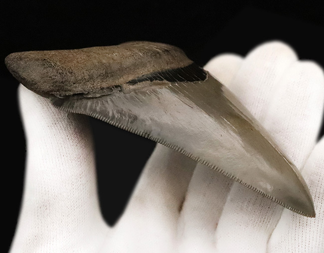 これぞ一期一会……次、いつ発表できるとは限らない、最高レベルの保存状態を誇る、パーフェクトなメガロドン（Otodus megalodon）の歯化石（その6）