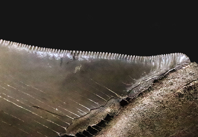 これぞ一期一会……次、いつ発表できるとは限らない、最高レベルの保存状態を誇る、パーフェクトなメガロドン（Otodus megalodon）の歯化石（その8）