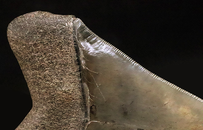 これぞ一期一会……次、いつ発表できるとは限らない、最高レベルの保存状態を誇る、パーフェクトなメガロドン（Otodus megalodon）の歯化石（その9）