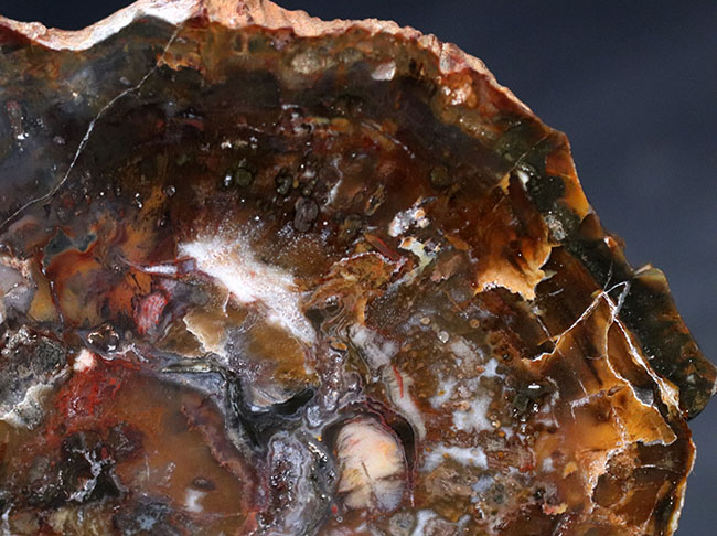 珪化木大宝珠② 珪化木（木化石）原石磨き 735g 天然石販売 名取貴石 天然石