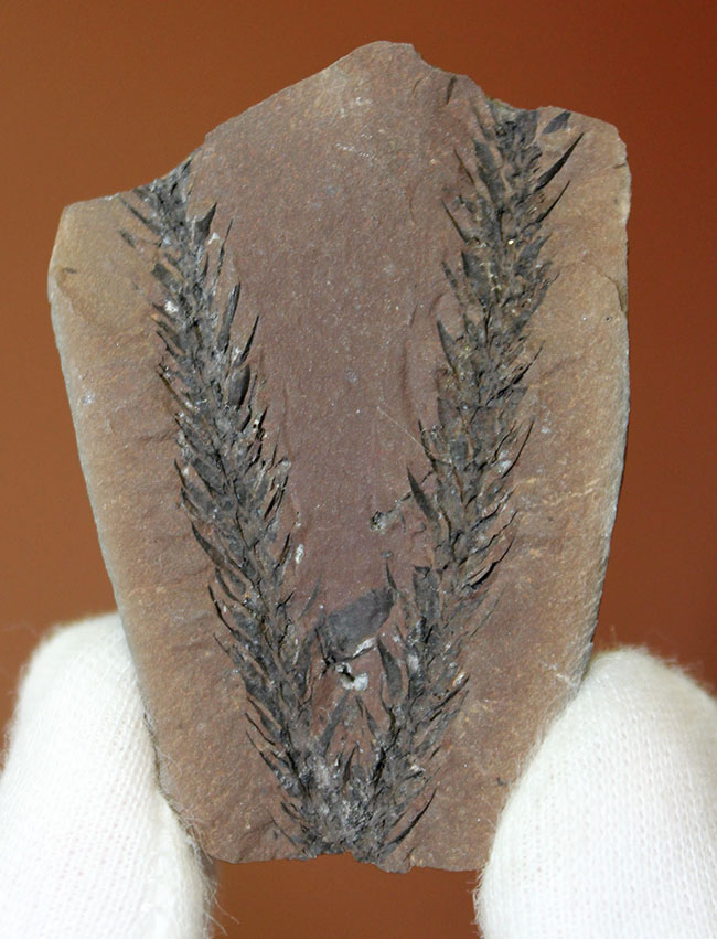 古生代石炭紀のシダ植物の化石（Bothrodendron minutifolium）。レピドデンドロンの近縁属。（その1）