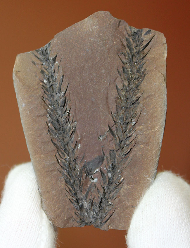 古生代石炭紀のシダ植物の化石(Bothrodendron minutifolium)。レピドデンドロンの近縁属。(その1)