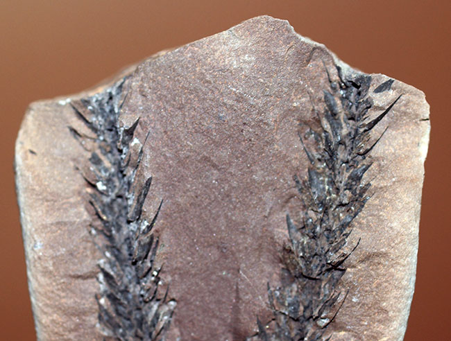 古生代石炭紀のシダ植物の化石（Bothrodendron minutifolium）。レピドデンドロンの近縁属。（その2）