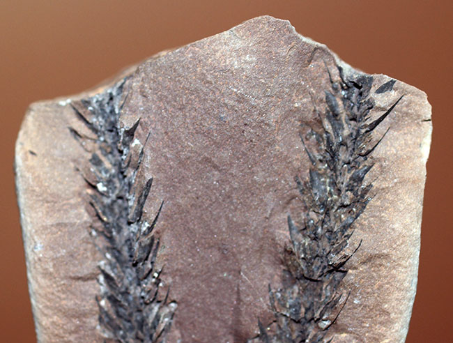 古生代石炭紀のシダ植物の化石(Bothrodendron minutifolium)。レピドデンドロンの近縁属。(その2)