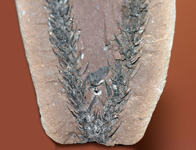 古生代石炭紀のシダ植物の化石(Bothrodendron minutifolium)。レピドデンドロンの近縁属。(その3)