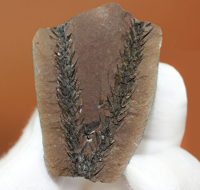 古生代石炭紀のシダ植物の化石(Bothrodendron minutifolium)。レピドデンドロンの近縁属。(その4)