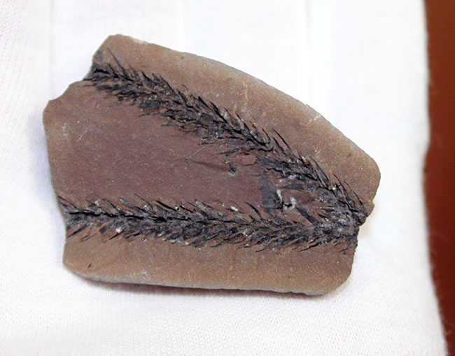 古生代石炭紀のシダ植物の化石（Bothrodendron minutifolium）。レピドデンドロンの近縁属。（その6）