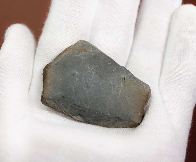 古生代石炭紀のシダ植物の化石（Bothrodendron minutifolium）。レピド