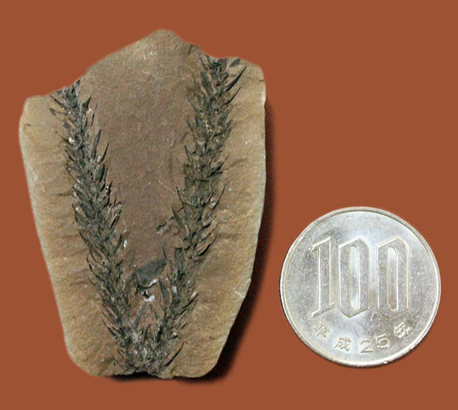 古生代石炭紀のシダ植物の化石(Bothrodendron minutifolium)。レピドデンドロンの近縁属。(その9)