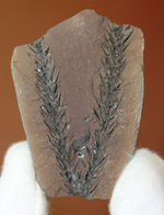 古生代石炭紀のシダ植物の化石（Bothrodendron minutifolium）。レピドデンドロンの近縁属。