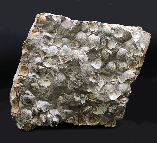 一辺が２３センチ四方の特大サイズ！国産の二枚貝の群集化石（その1）