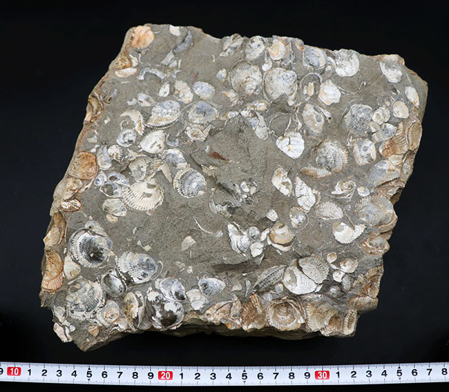 一辺が２３センチ四方の特大サイズ！国産の二枚貝の群集化石（その10）