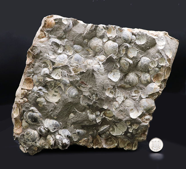一辺が２３センチ四方の特大サイズ！国産の二枚貝の群集化石（その11）