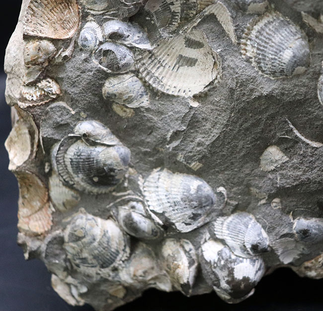 一辺が２３センチ四方の特大サイズ！国産の二枚貝の群集化石（その2）