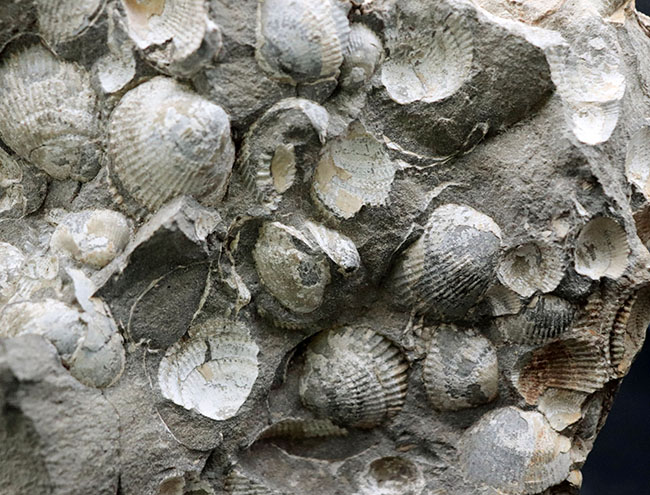 一辺が２３センチ四方の特大サイズ！国産の二枚貝の群集化石（その3）