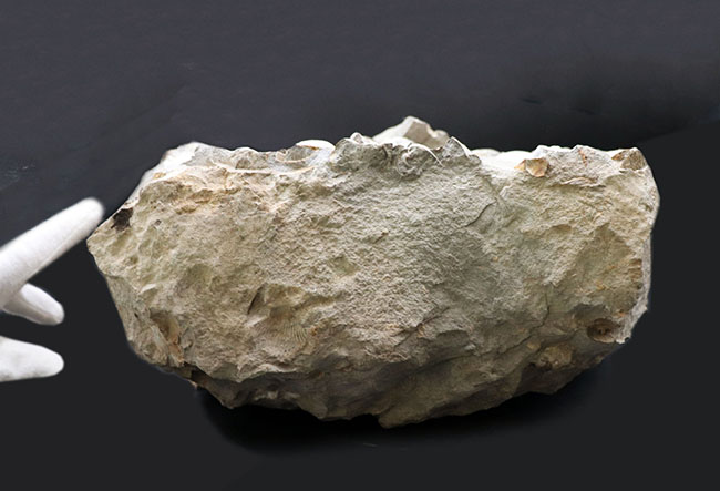 一辺が２３センチ四方の特大サイズ！国産の二枚貝の群集化石（その5）