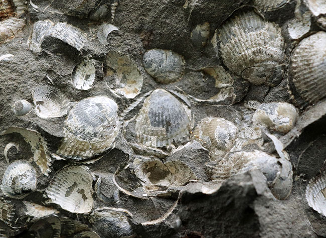 一辺が２３センチ四方の特大サイズ！国産の二枚貝の群集化石（その6）